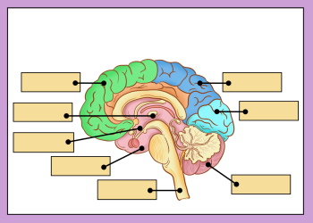 Why Your Brain Loves Word Guessing: The Science Behind It