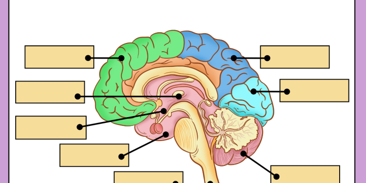 Why Your Brain Loves Word Guessing: The Science Behind It